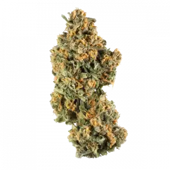 Variedad de cannabis Pantera Púrpura Híbrida THC Dominante